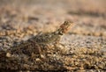 Rock Agama Lizard or the Rock Lizard camouflage