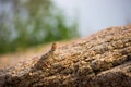 Rock Agama Lizard or the Rock Lizard camouflage