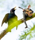 Guitar player and starling singing