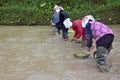 GUIZHOU PROVINCE, CHINA Ã¢â¬â CIRCA APRIL 2019:  Woman put the young rice plants into the flooded paddy. Royalty Free Stock Photo