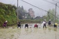 GUIZHOU PROVINCE, CHINA Ã¢â¬â CIRCA APRIL 2019:  Woman put the young rice plants into the flooded paddy. Royalty Free Stock Photo