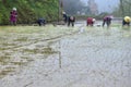 GUIZHOU PROVINCE, CHINA Ã¢â¬â CIRCA APRIL 2019:  Woman put the young rice plants into the flooded paddy. Royalty Free Stock Photo