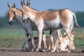 Sweet home of the Indian wild ass in salt desert, LRK Royalty Free Stock Photo