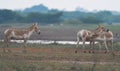 Sweet home of the Indian wild ass in salt desert, LRK Royalty Free Stock Photo