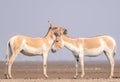 Sweet home of the Indian wild ass in salt desert, LRK Royalty Free Stock Photo