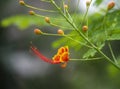 Gul Mohar, Delonix regia flowers Royalty Free Stock Photo