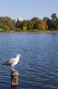 Gul at the Serpentine in Hyde Park