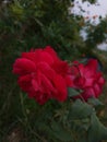 Gulab phool ,rose ,red colour flower