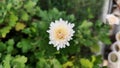 Guldaudi flower bloom against green background Royalty Free Stock Photo