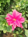 Guldaudi sunflower red and purple  pink  ok colour in Indian village nursery Royalty Free Stock Photo