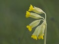 Gulden sleutelbloem, Cowslip, Primula veris Royalty Free Stock Photo