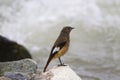 Guldenstadt`s redstart, Phoenicurus erythrogastrus, Khardung village, Jammu and Kashmir, India