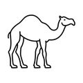 Gulf camel Isolated Vector icon that can be easily modified or edited Royalty Free Stock Photo