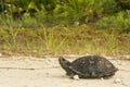 Gulf Coast Box Turtle - Terrapene carolina major Royalty Free Stock Photo