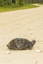 Gulf Coast Box Turtle - Terrapene carolina major Royalty Free Stock Photo