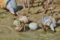 Gulf Coast Seashells Royalty Free Stock Photo