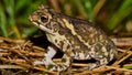 Gulf Coast toad Incilius valliceps sitting on dried grass, side view. Royalty Free Stock Photo