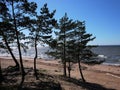 Gulf of Finland coast. Pine forest and beach on the North sea coast. Royalty Free Stock Photo