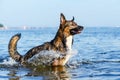 Young energetic half-breed dog is jumping over water. Doggy is playing in water. Royalty Free Stock Photo