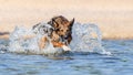 Young energetic half-breed dog is jumping over water. Doggy is playing in water. Royalty Free Stock Photo