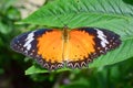 Gulf Frit Butterfly