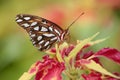 Gulf Fritillary