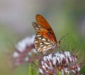 Gulf Fritillary (Agraulis vanillae) butterfly Royalty Free Stock Photo