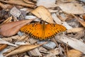 Gulf Fritillary Agraulis vanillae butterfly Royalty Free Stock Photo