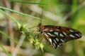 Gulf Fritillary Agraulis vanillae. Royalty Free Stock Photo