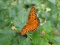 Gulf Fritillary Butterfly Royalty Free Stock Photo