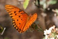 Gulf Fritillary Butterfly Royalty Free Stock Photo