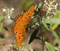 El abismo mariposa 