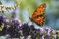 Gulf Fritillary butterfly Royalty Free Stock Photo