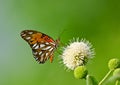 Gulf Fritillary butterfly (Agraulis vanillae) Royalty Free Stock Photo