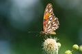 Gulf Fritillary butterfly (Agraulis vanillae) Royalty Free Stock Photo