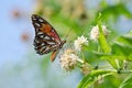 Gulf Fritillary butterfly (Agraulis vanillae) Royalty Free Stock Photo