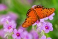 Gulf Fritillary butterfly (Agraulis vanillae) Royalty Free Stock Photo