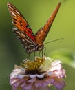 Gulf Fritillary Butterfly - Agraulis vanillae On Zinnia Blossom