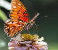 Gulf Fritillary Butterfly - Agraulis vanillae On Zinnia Blossom