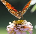 Gulf Fritillary Butterfly - Agraulis vanillae On Zinnia Blossom