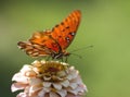 Gulf Fritillary Butterfly - Agraulis vanillae On Zinnia Blossom