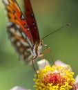 Gulf Fritillary Butterfly - Agraulis vanillae On Zinnia Blossom