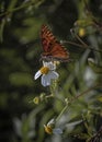 Gulf Fritillary Butterfly on a Beggartick Flower