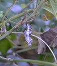 Gulf Fritillary butterfly chrysalis