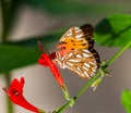 Gulf Fritillary butterfly feeding on a red blossom
