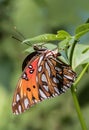 Gulf Fritillary Butterfly Laying Eggs Royalty Free Stock Photo