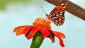 Gulf Fritillary Butterfly On Marigold