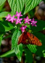 Gulf Fritillary Butterfly Sipping Nectar