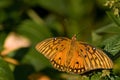 Gulf Fritillary Butterfly sitting on a leaf Royalty Free Stock Photo