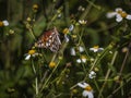 Gulf Fritillary Butterfly on a Wild Beggartick Bush